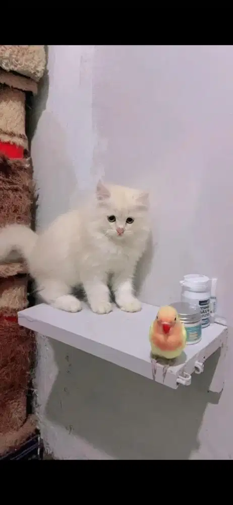 Kucing persian cream putih superrr longhair