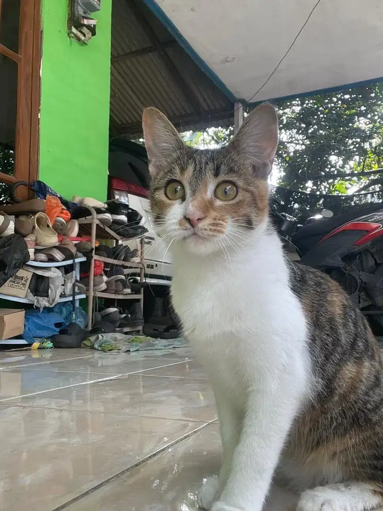 Kucing calio betina