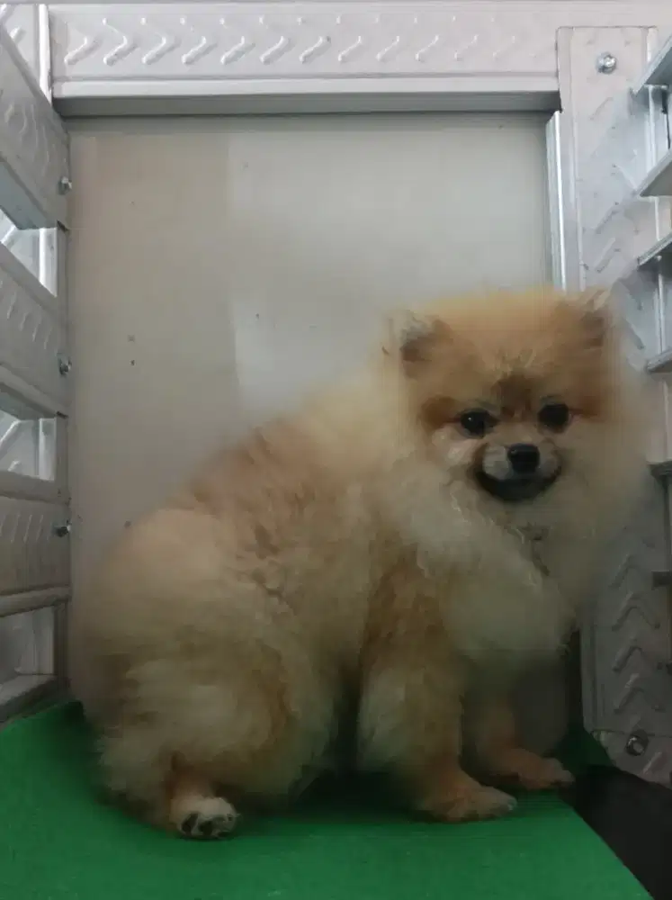 Super minipom size teacup puppies
