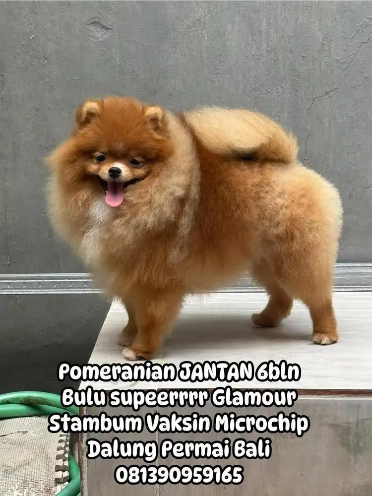 Pomeranian Jantan 6bln