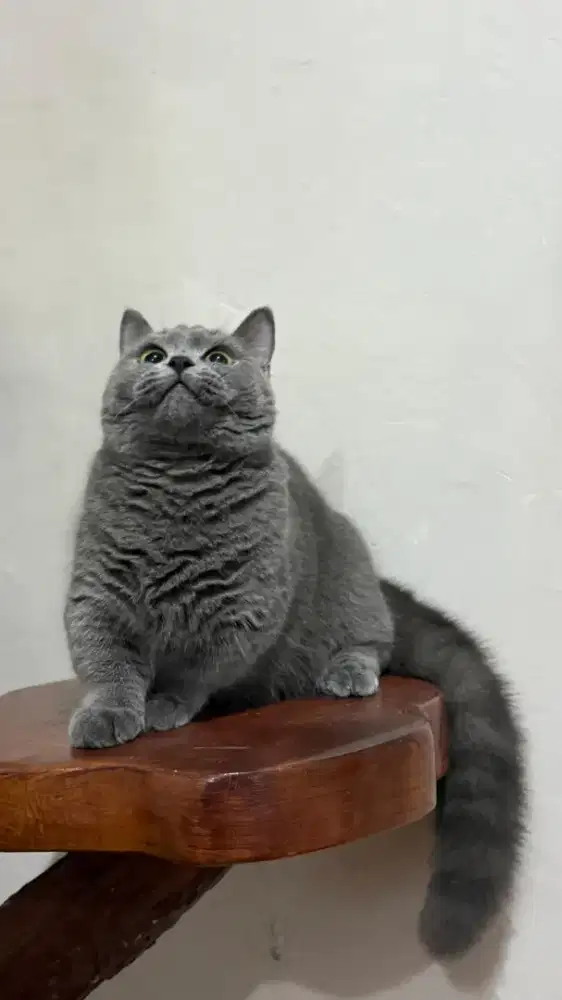 Munchkin british shorthair betina blue