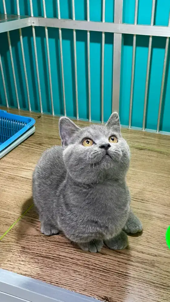 Bsh munchkin jantan 4 bulan