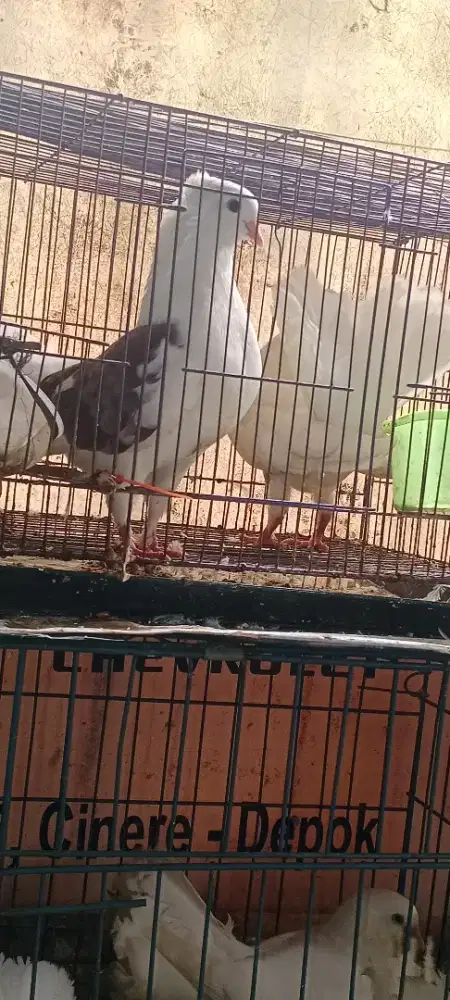 merpati kipas satuan 150 nego