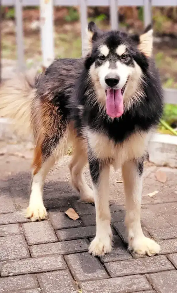 DIJUAL Alaskan Malamute Betina warna Hitam