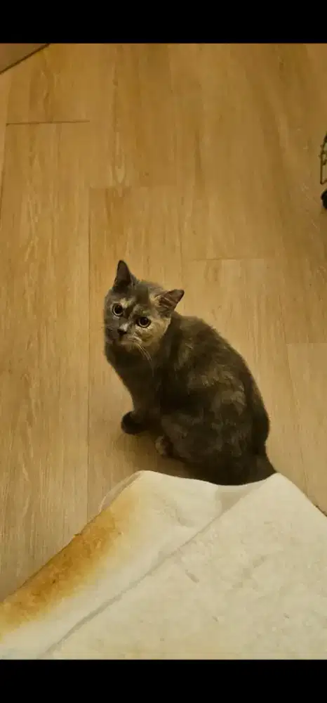 INDUKAN BSH 2 EKOR BORONGAN