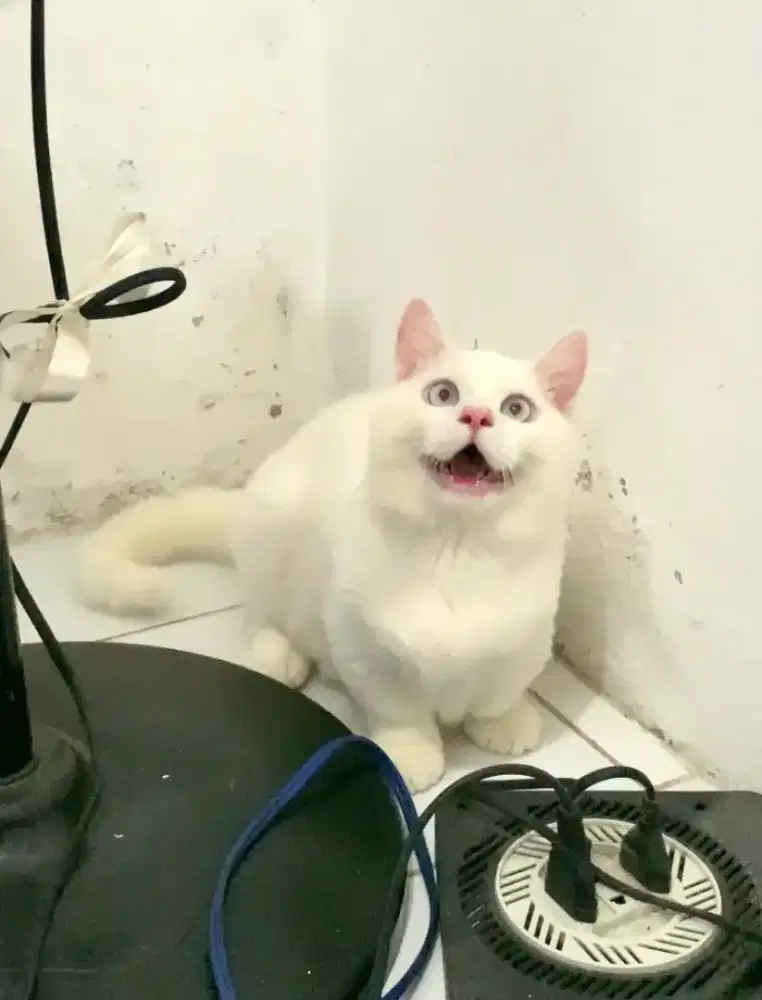 BSH Munchkin cebol British Shorthair