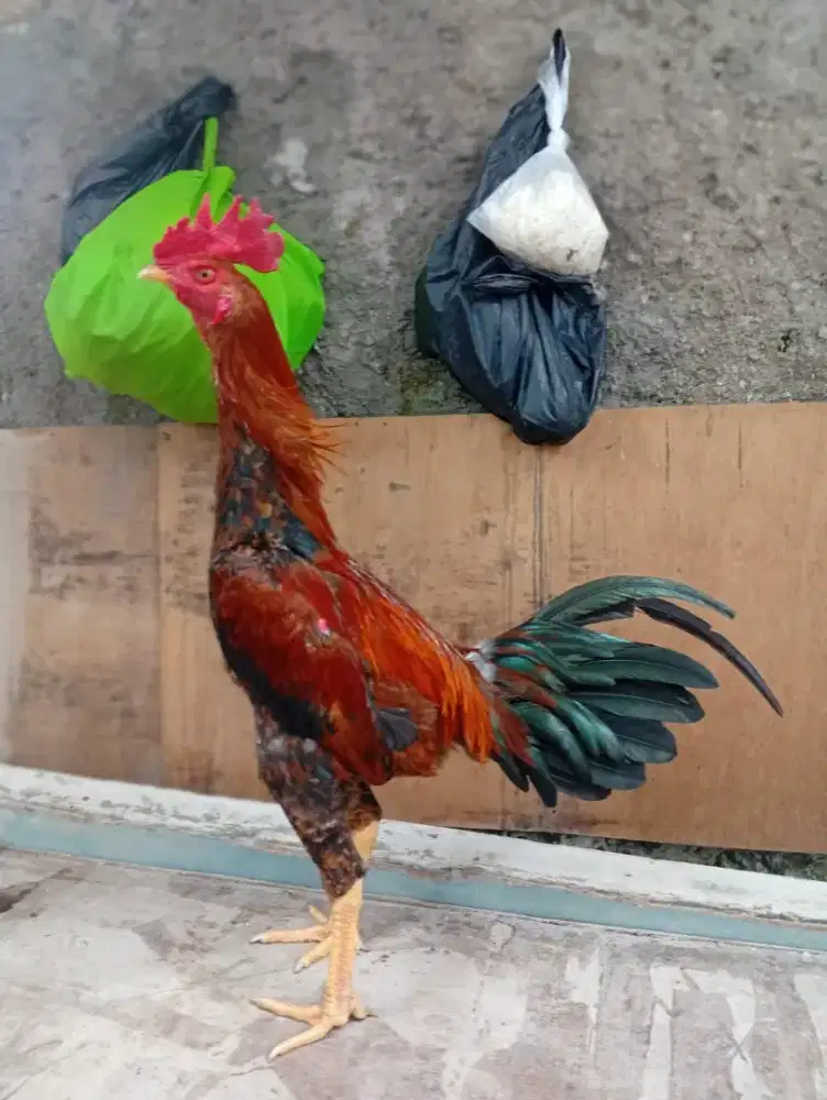 Ayam bangkok lembe muda