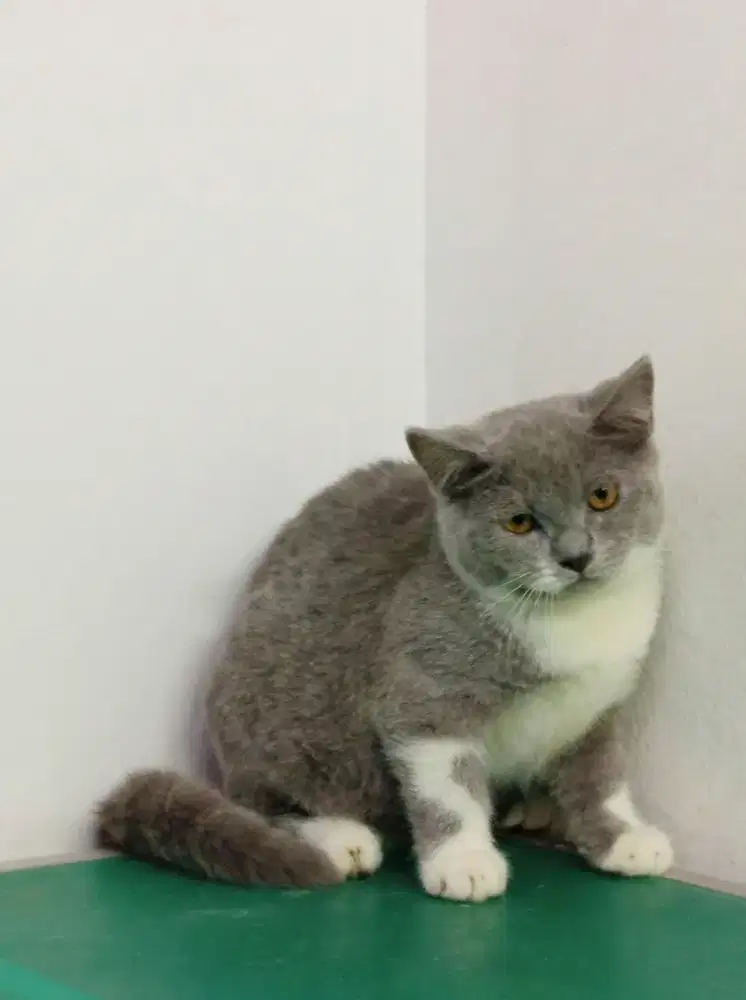 BSH bicolor blue