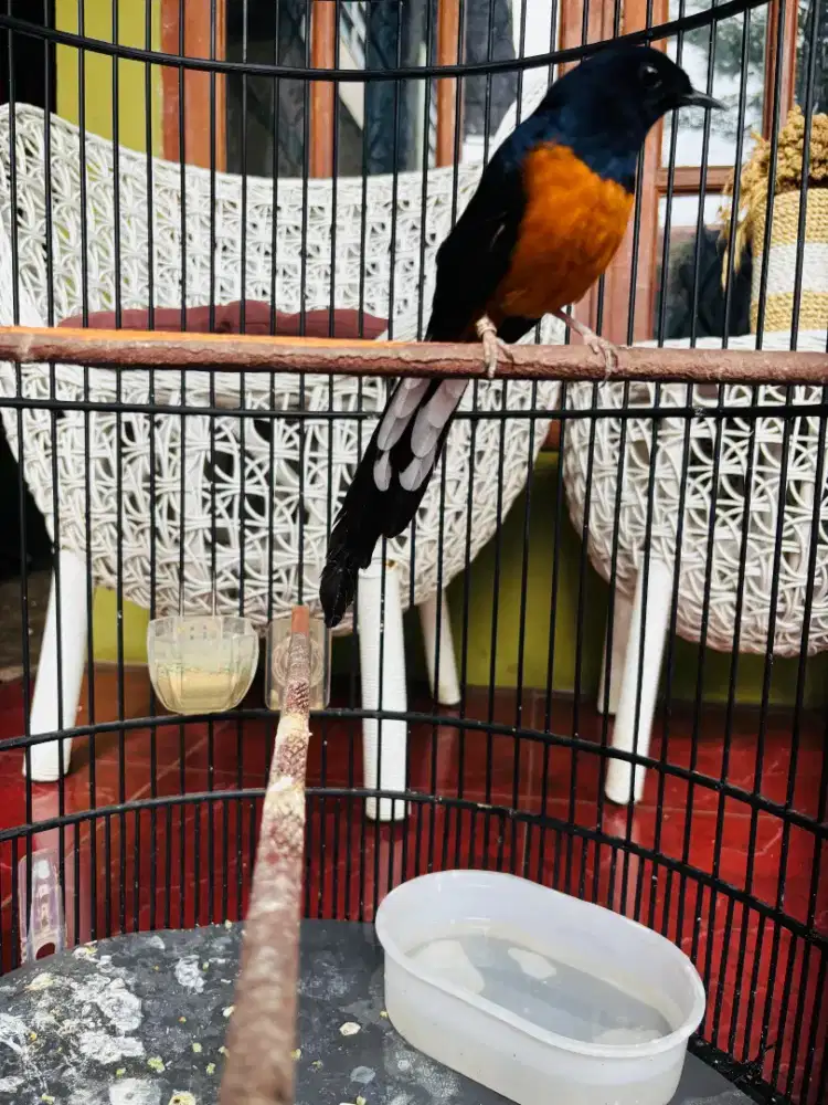 Murai Medan Sudah Rajin Bunyi