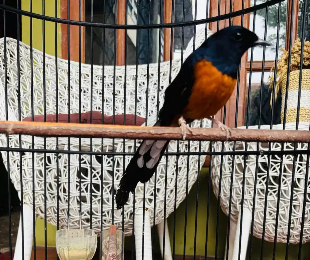 Murai Medan sudah gacor plus Kandang BNR