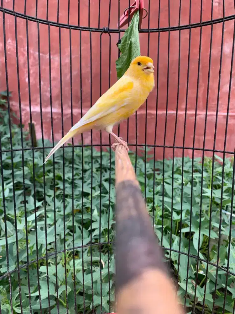 Kenari Jantan Muda AF Gacor dor