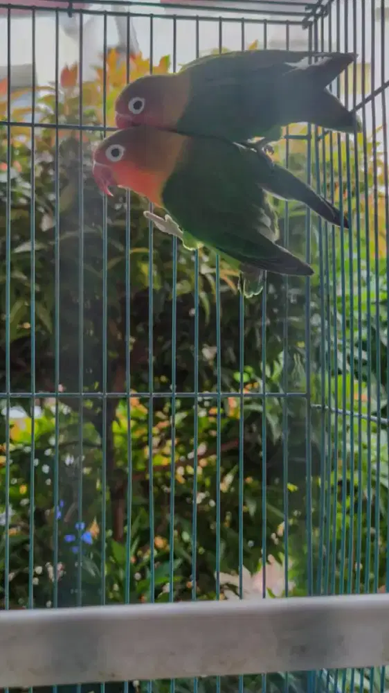 Burung loverbird biola euwing