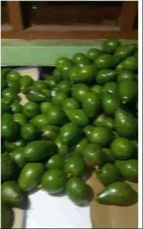 Alpukat mentega fresh