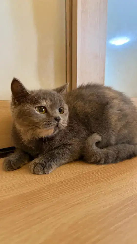 BSH TORTI BETINA 7 BULAN