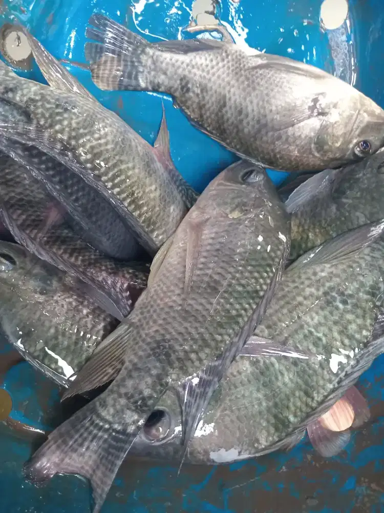 Ikan Nila Segar