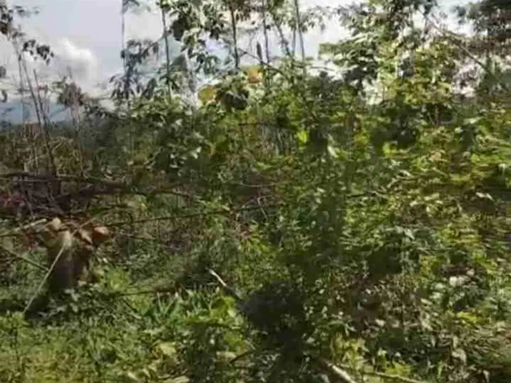 Tanah lokasi strategis. luas. bebas banjir