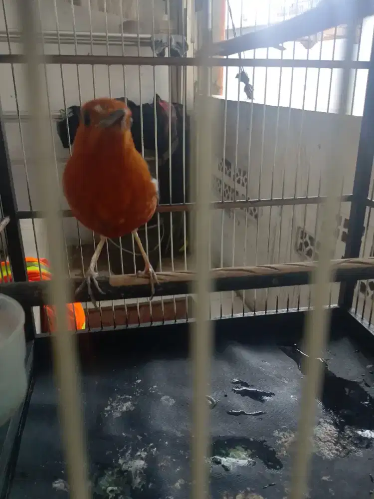 Di jual burung Anis merah TT