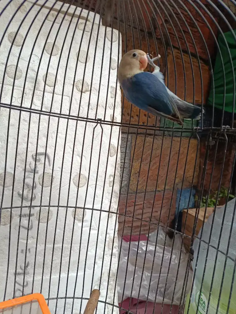 Burung saja love bird violet ekek sni tuker tambah / barter