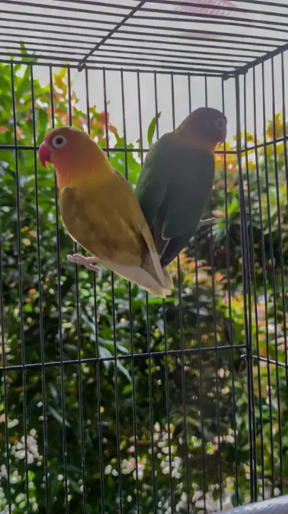 Lovebird biola euwing