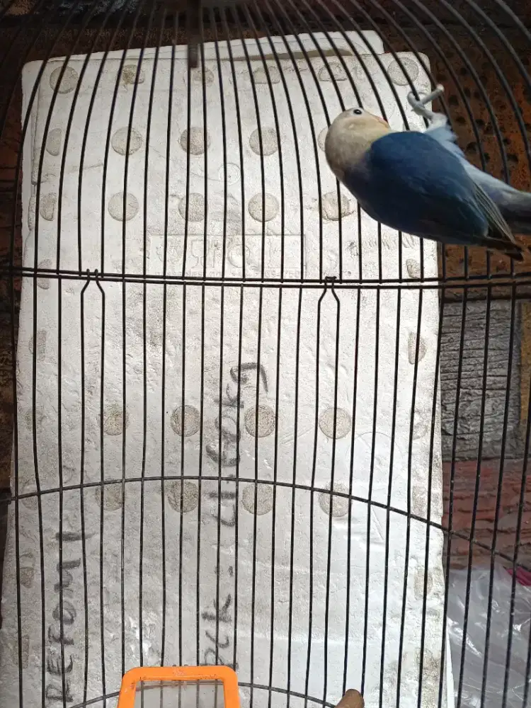 Love bird burung saja violet  gacor sni tuker tambah barter