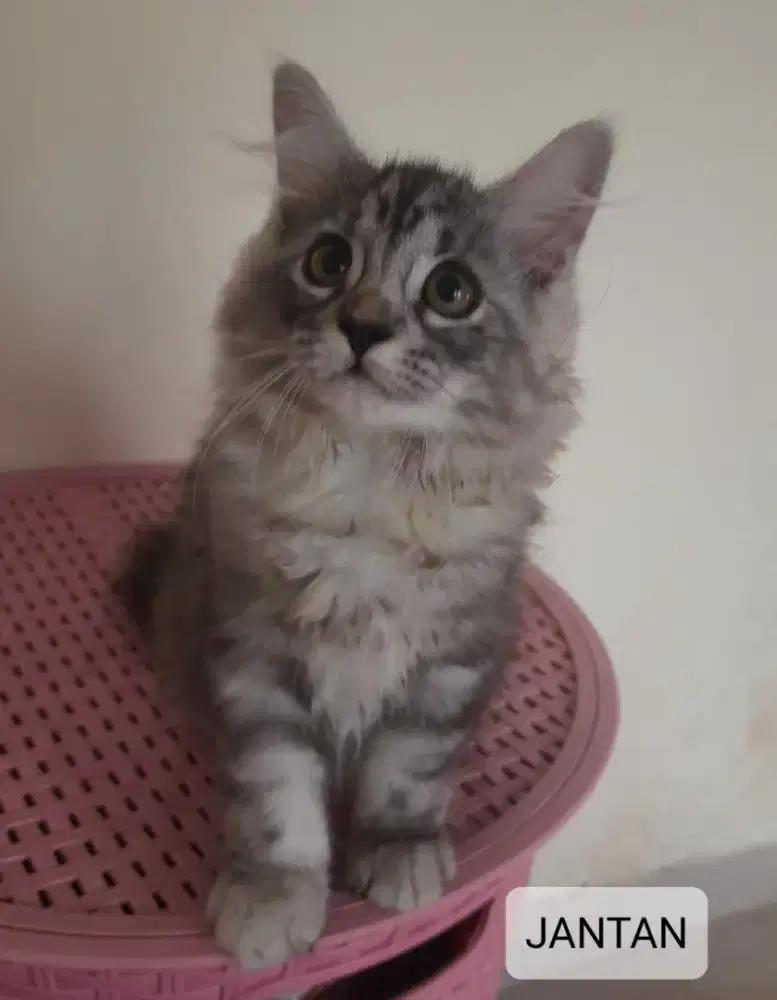 KUCING KITTEN PERSIA