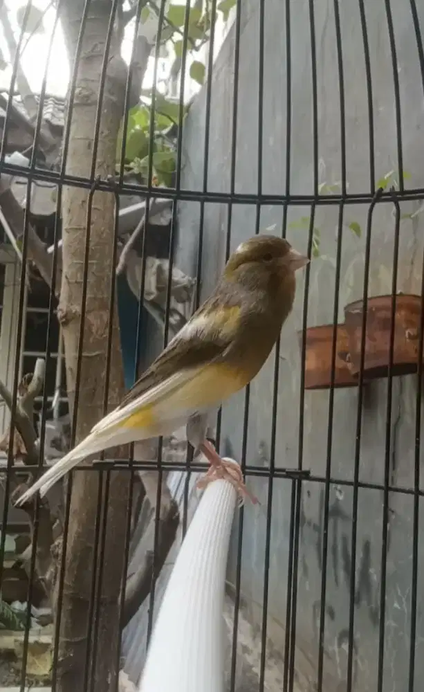 Kenari AF gacor door