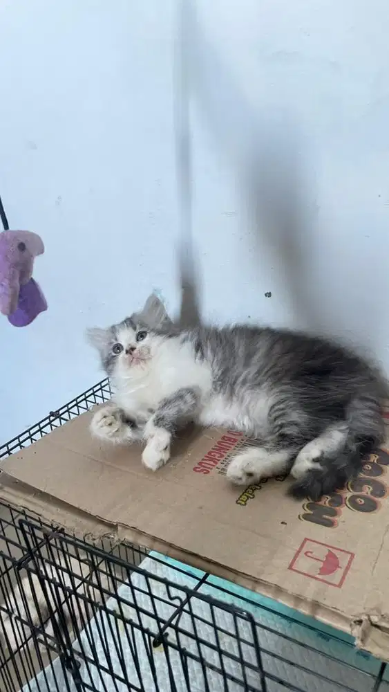 lepas adop kitten betina