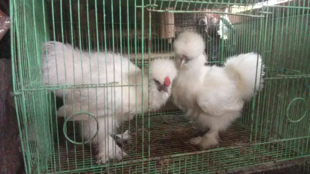 Ayam silky sepasang induk muda