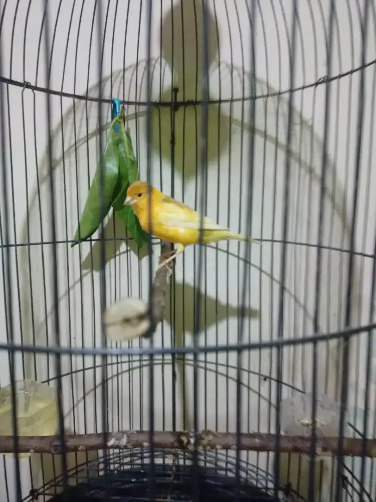 Kenari Sf x Lokal Simetris