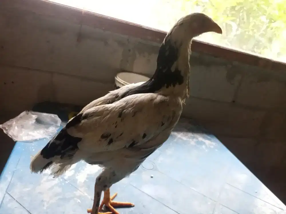 Di jual ayam Bangkok betina usia 4 bulan minat lanjut