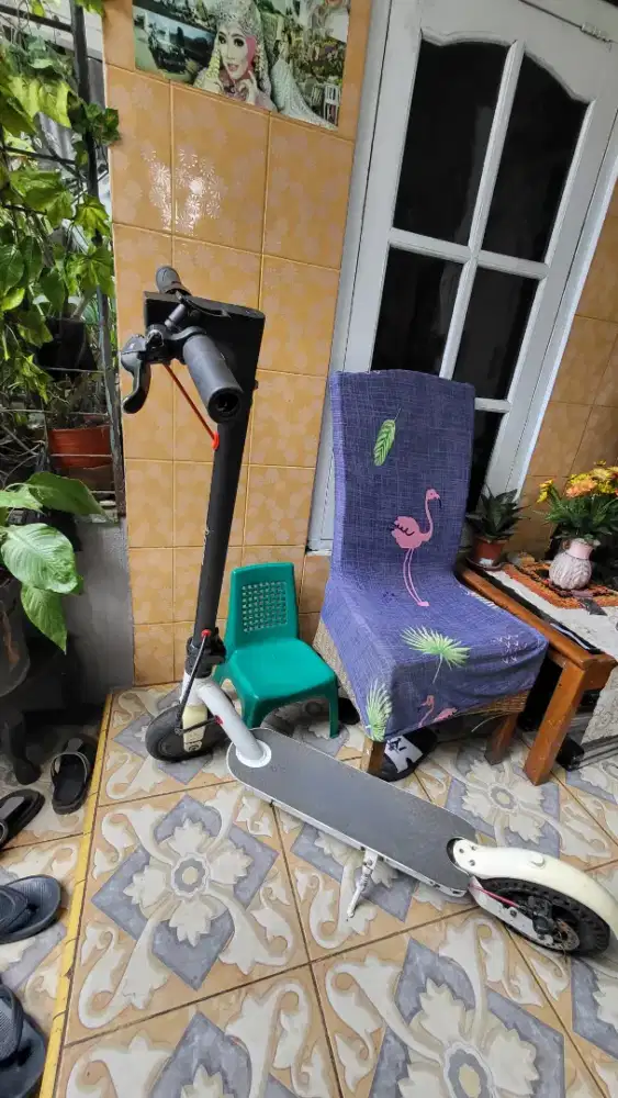 Skuter exotic mulus batre awet