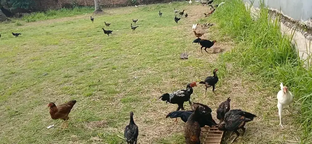 Ayam Kampung Keparan / diliarkan
