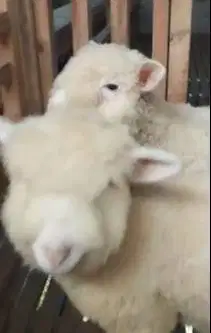 3 ekor cempe anakan domba merino 4 bulan 1 jantan 2 betina superan top