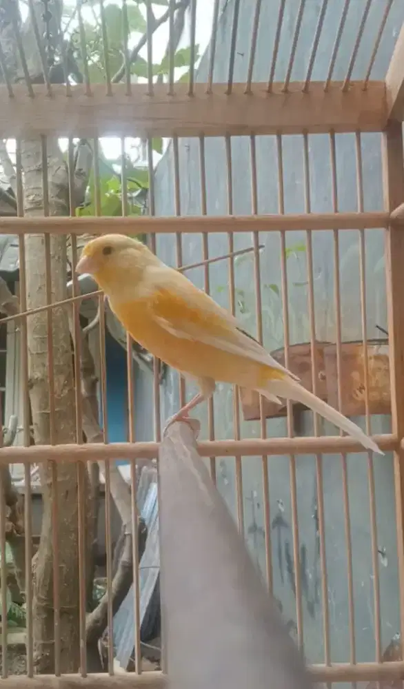 Kenari AF betina siapan