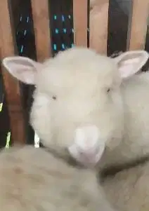 3 ekor cempe anakan domba merino super 4 bln 1 jantan 2 betina unggul