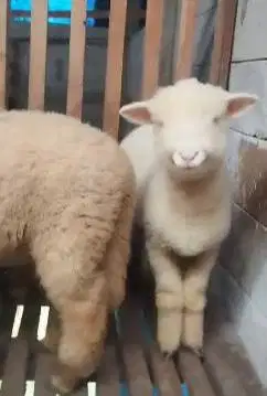 3 ekor cempe anakan domba merino super 4 bln 1 jantan 2 betina unggul