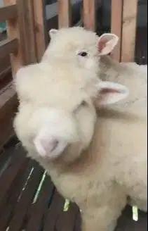 3 ekor cempe anakan domba merino super 4 bln 1 jantan 2 betina unggul