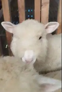 3 ekor cempe domba merino superan 4 bln 1 jantan 2 betina unggulan top