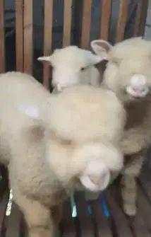 3 ekor cempe domba merino superan 4 bln 1 jantan 2 betina unggulan top