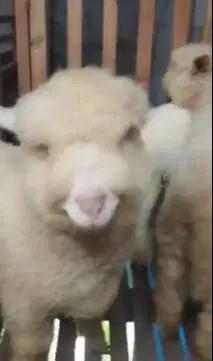 3 ekor cempe domba merino superan 4 bln 1 jantan 2 betina unggulan top