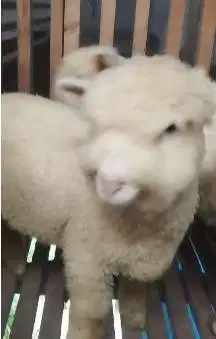 3 ekor anakan domba merino super 4 bulanan 1 jantan 2 betina mantep ok