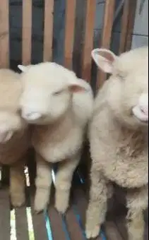 3 ekor anakan domba merino super 4 bulanan 1 jantan 2 betina mantep ok