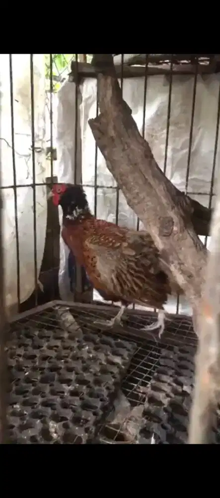 Ring-necked Pheasant