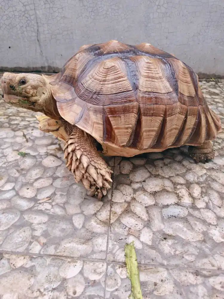 Sulcata Betina 43cm smooth unik scute mulus cakep poll