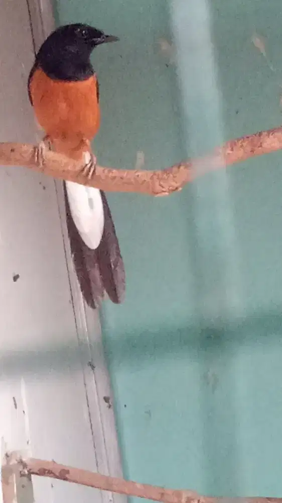 Siapa cepat dapat murai seri F