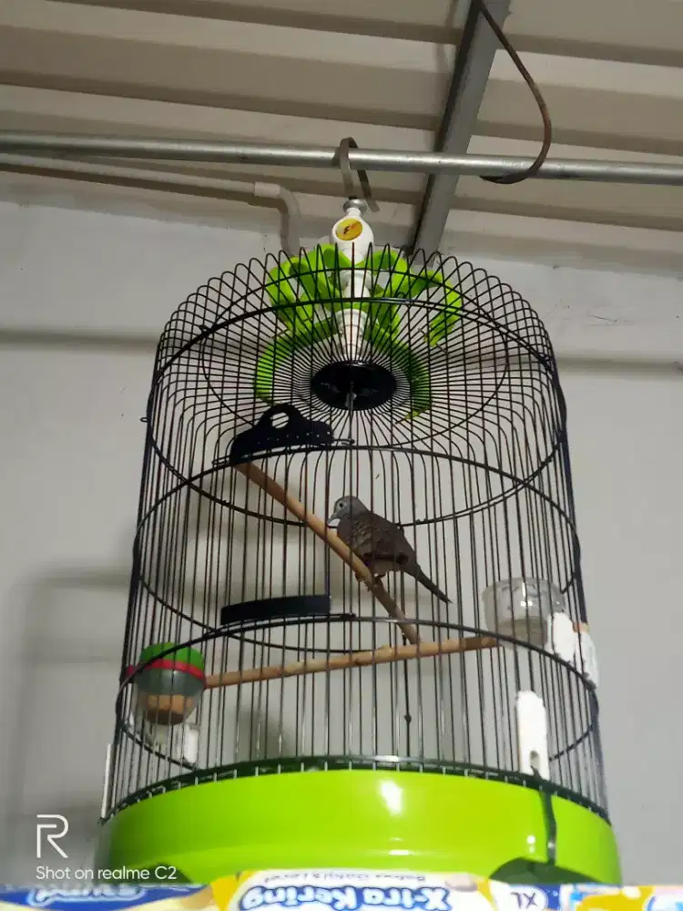 perkutut gacor bangkok ring2