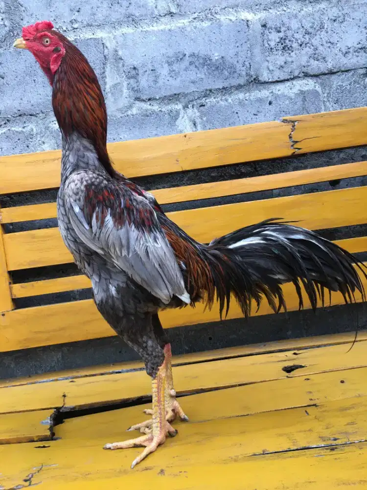 Ayam Pakhoy , Bangkok, Khoyngon, khoytad