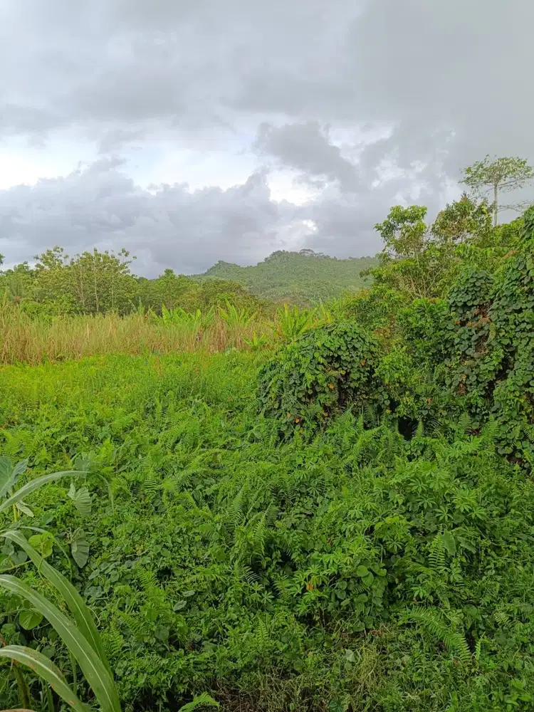 Tanah Daerah Samarinda Sebrang dekat Perum Samarinda City