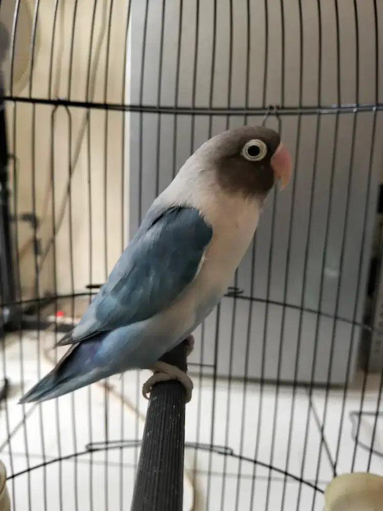Burung Lovebird BS jantan mapan