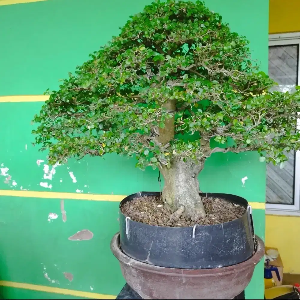 Jual Bonsai Sancang dan Serut (Borongan)